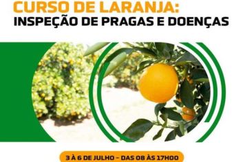 Curso de Laranja Inspeção de pragas e doenças.